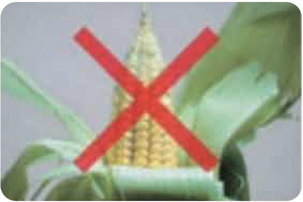 【とうもろこしやパイナップルの皮】