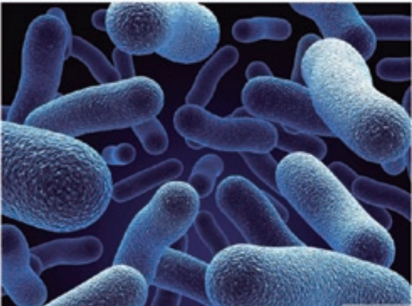 微生物：Powerzyme